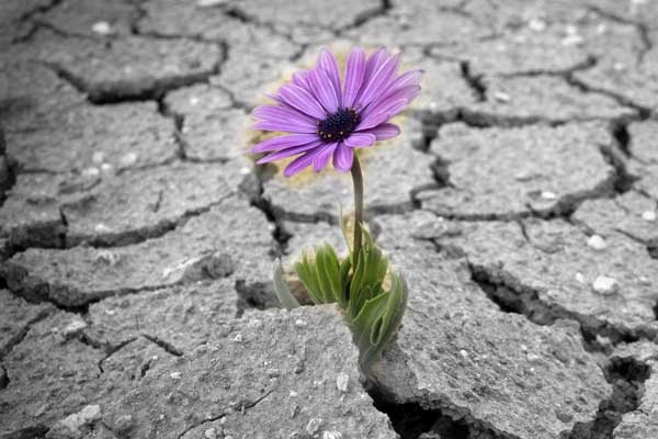 Resilience and stability of Islamic finance
