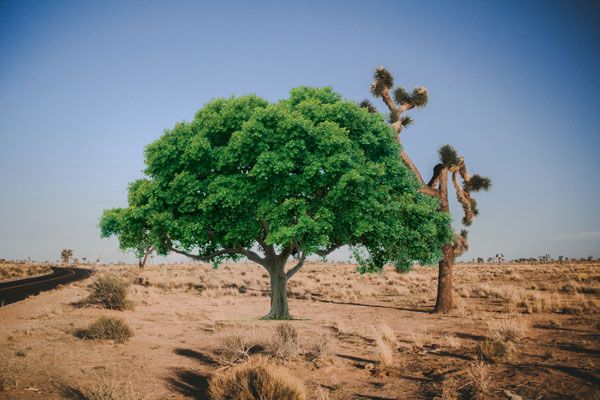The Prophet (s): Impervious to the Corrupting Influence of Power