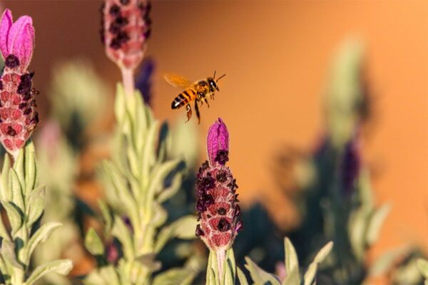Protecting the Bees for Survival and Sustainability