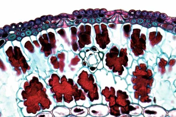 Muslim Contributions to STEM: Medicine