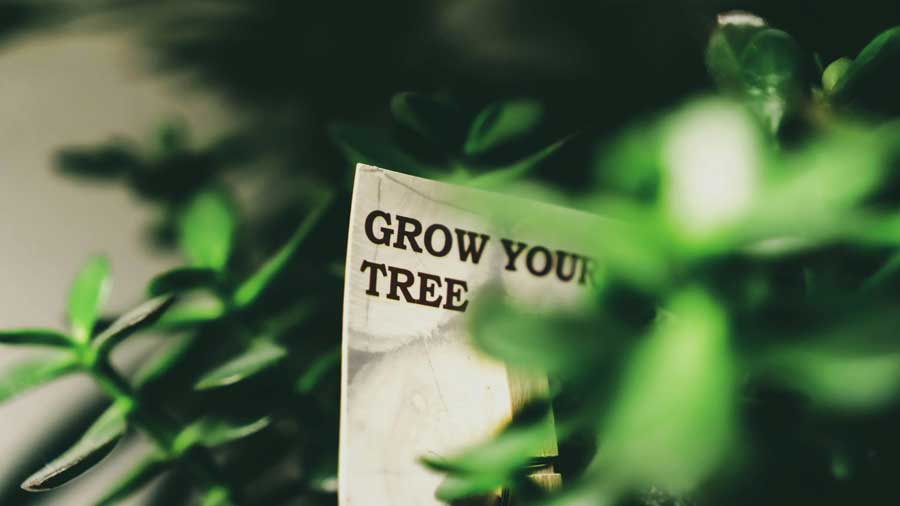Cultivating a Growth Mindset