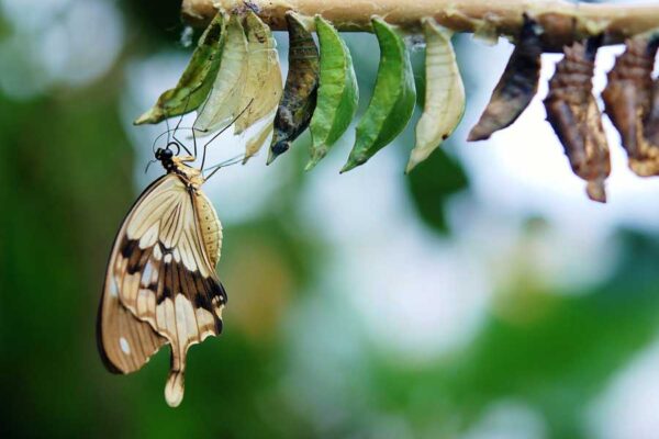 Transforming Your Reality